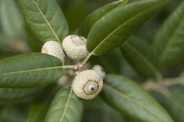 Holm Oak