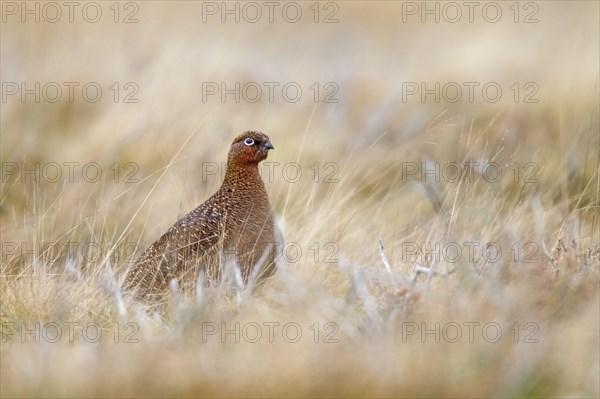 Scottish Grouse