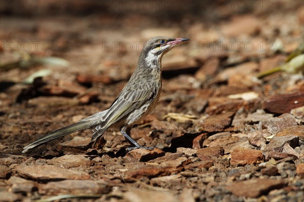 Spiny-cheeked Honeyeater