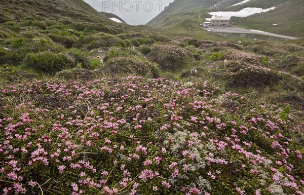 Trailing Azalea