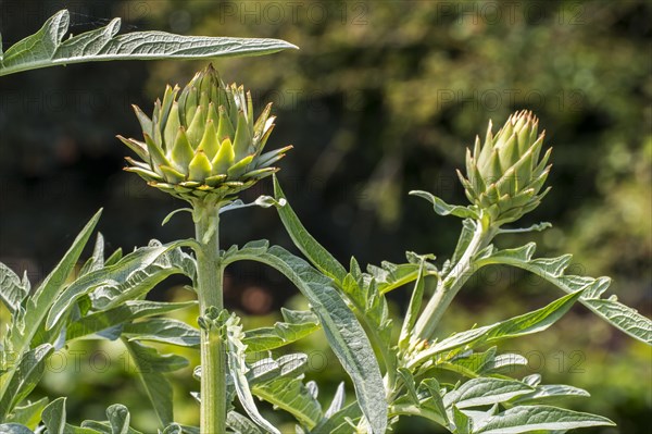 Globe artichoke