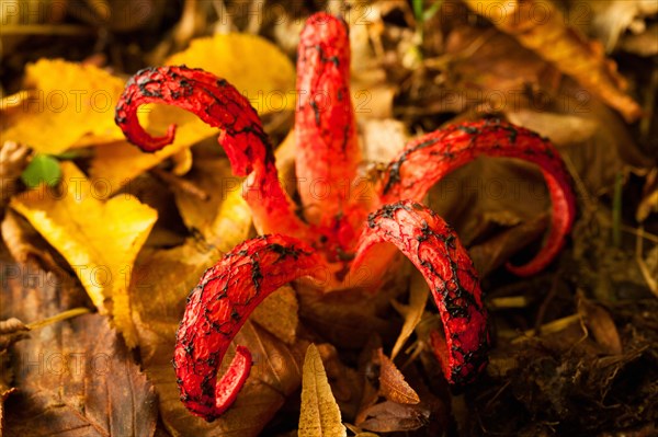 Octopus mushroom