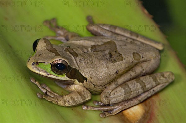 Costa Rica Tree Frog