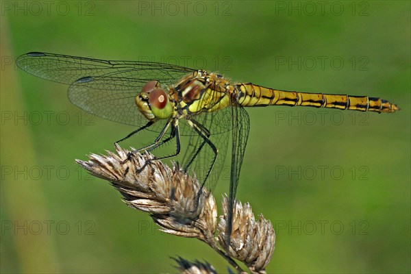 Common Darter