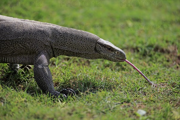 Bengal bengal monitor