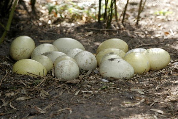 Rhesus eggs