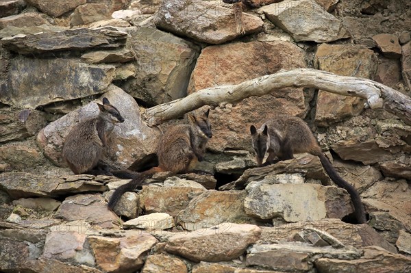 Brush-tailed rock-wallaby