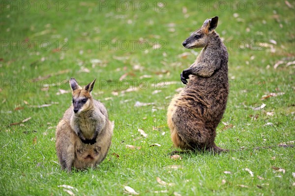 Agile wallaby