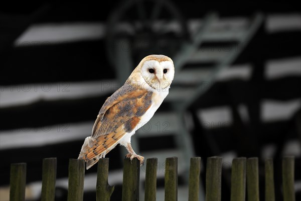 Common barn owl