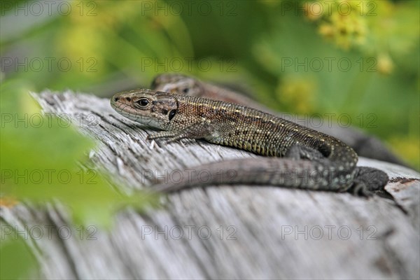 Mountain lizard