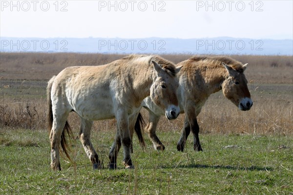 Przewalski's horse