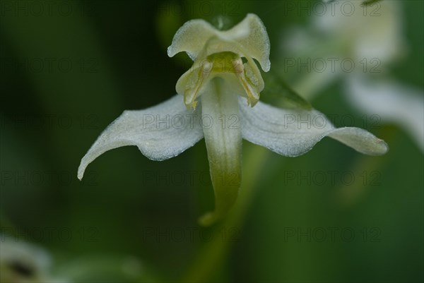 Lesser butterfly orchid