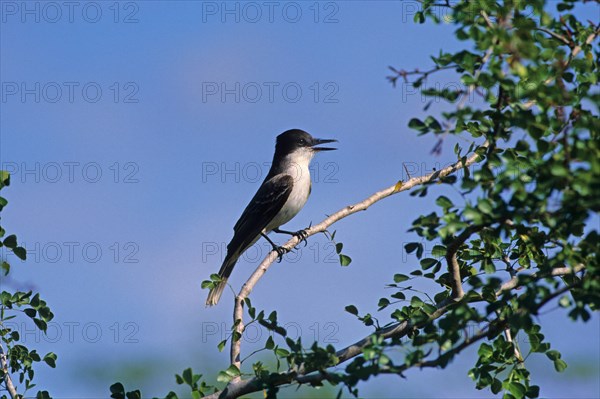 Olive-grey Kingbird