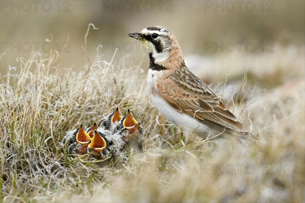 Horned lark