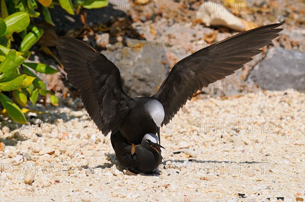 Black Noddy