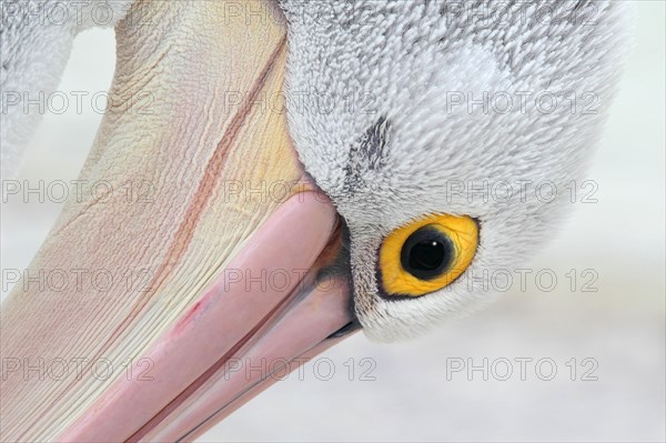 Australian australian pelican