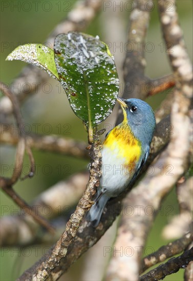 Northern Parula