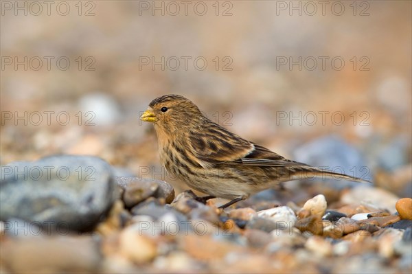 Twite