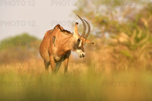 Roan Antelope