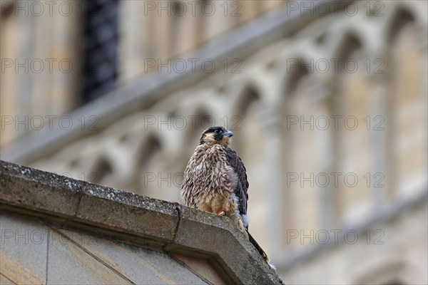 Peregrine Falcon