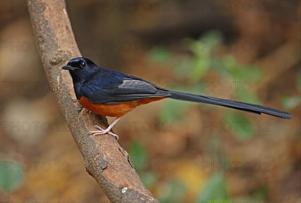 White-rumped Shama