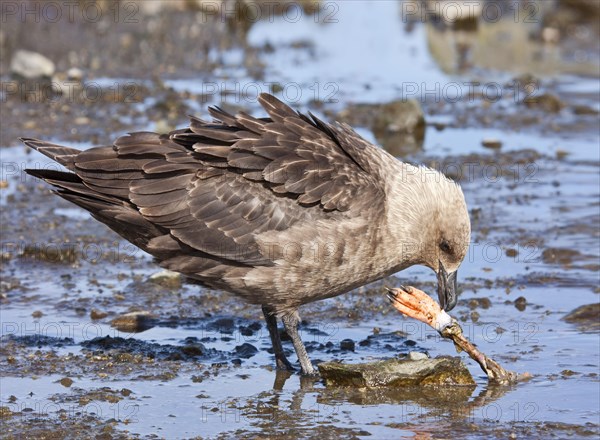 Adult Southern Skua