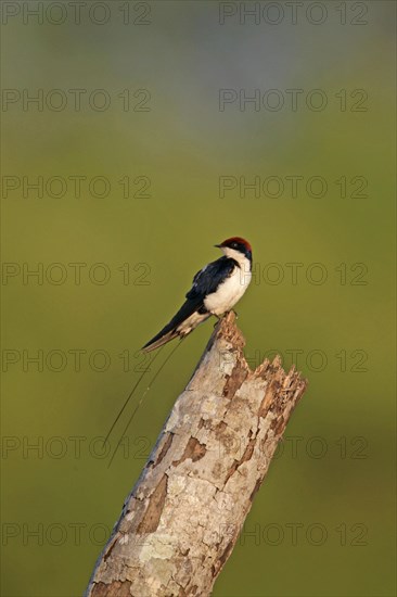 Red-capped Swallow