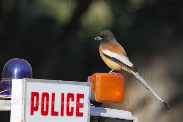 Rufous rufous treepie