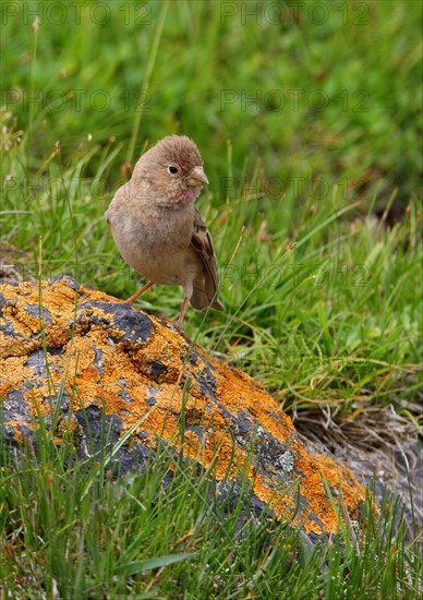 Mongolian Finch