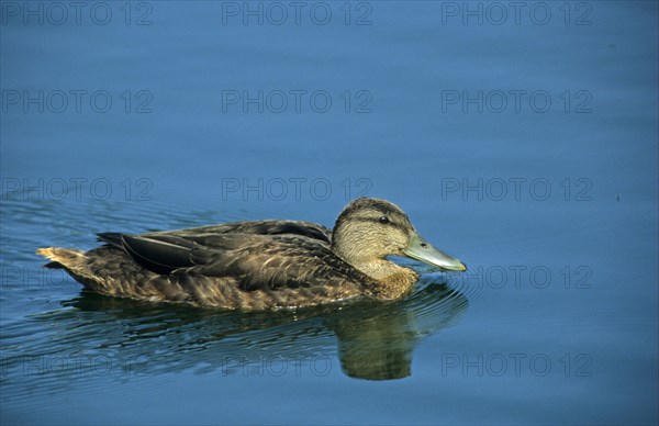 American american black duck