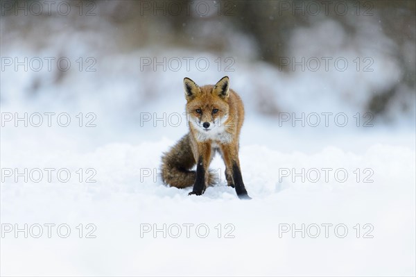 Red Fox