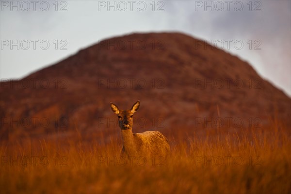 Red deer