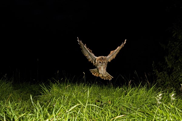 Tawny Owl