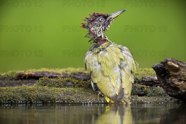 European Green Woodpecker