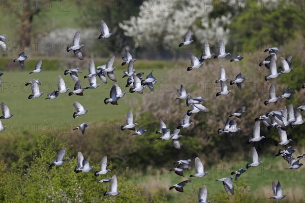 Stock Dove