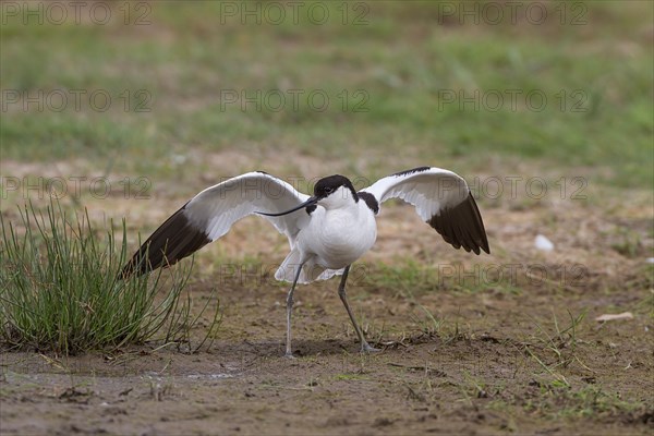 Recurvirostra avocetta