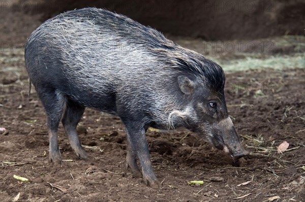 Visayan Warty visayan warty pig