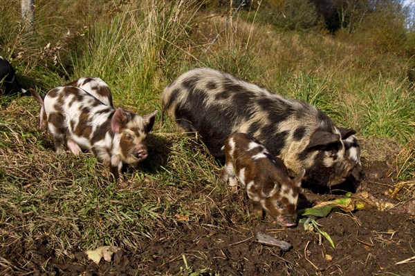 Kune Kune Pigs