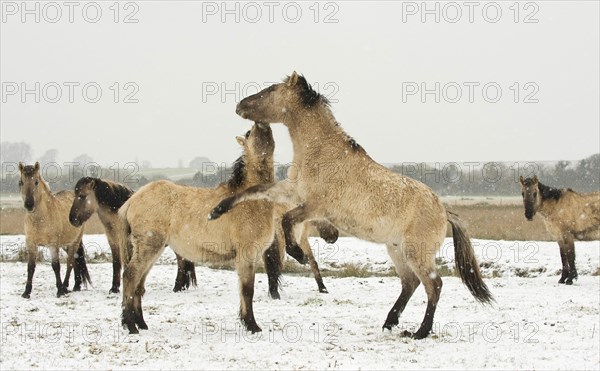 Konik horse