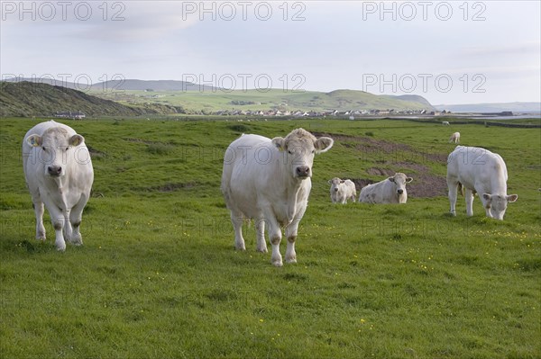 Domestic cattle