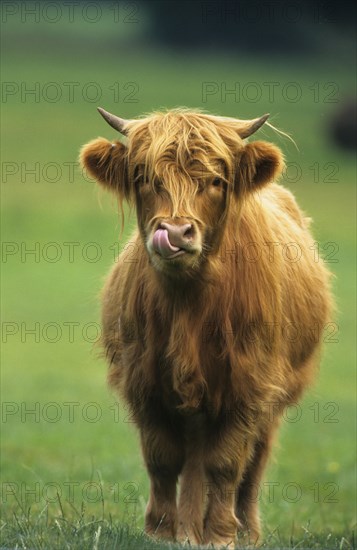 Highland cattle