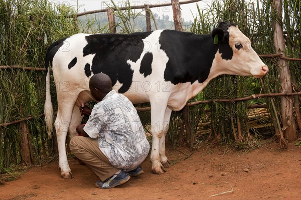 Dairy farming