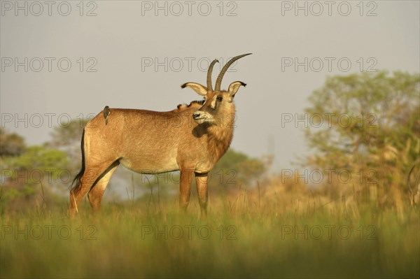 Roan Antelope