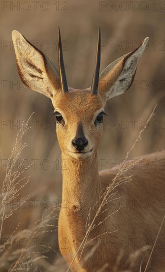 Steenbok