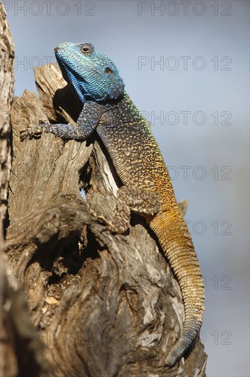 Blue-throated