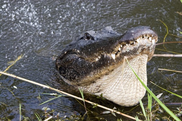 American alligator