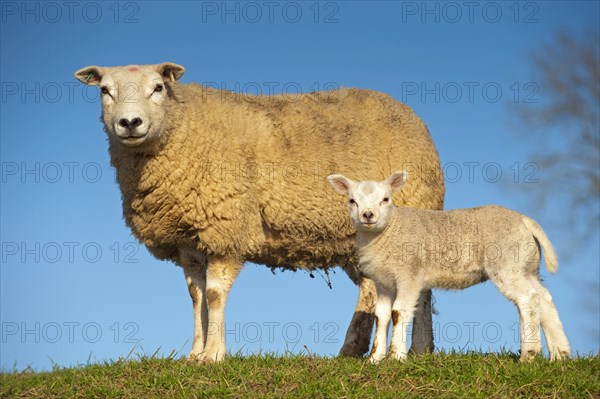 Domestic Sheep