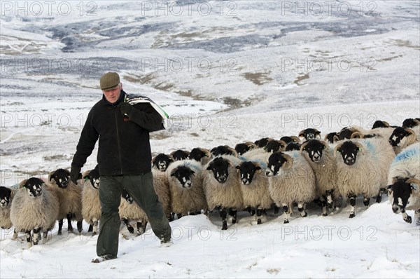 Sheep farming