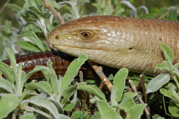 European Glass Lizard