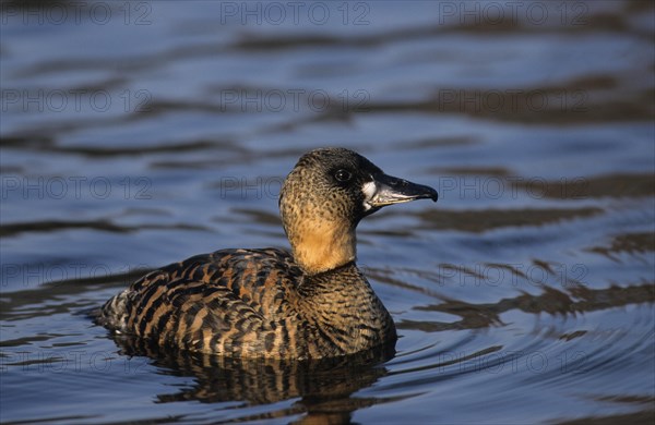 White-backed Duck